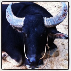 water-buffalo